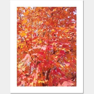 Red Autumn Leaves Posters and Art